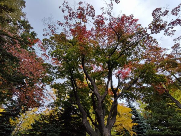ヤマモミジ