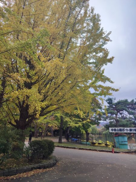 ボート乗り場前のイチョウ