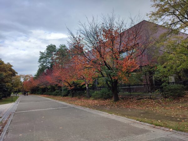 体育センター裏のエゾヤマザクラ