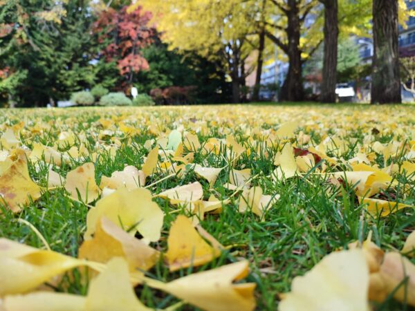 イチョウの落葉