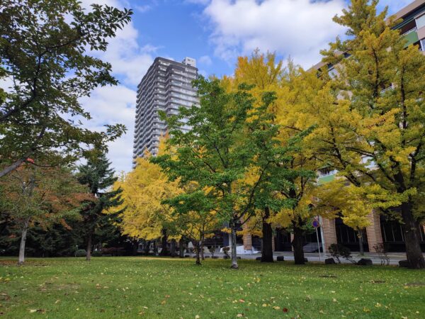 イチョウとキタコブシ