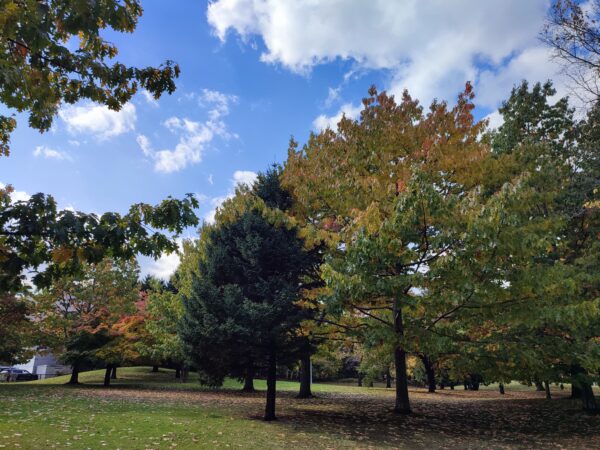 アカナラの紅葉