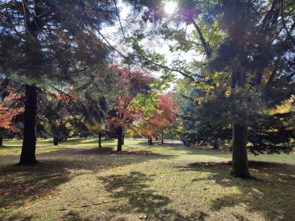 紅葉と木漏れ日