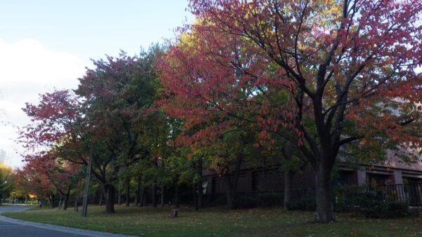 エゾヤマザクラ