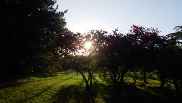 ニシキギからの夕日