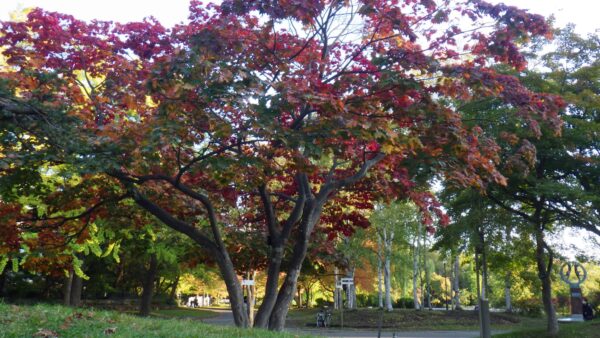 ハウチワカエデ