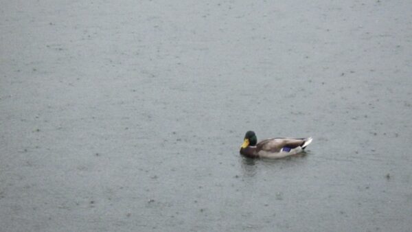 追いかけるマガモ男子