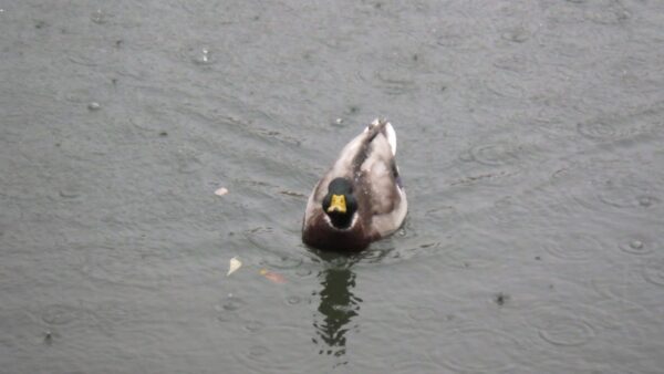 今日のオチは？