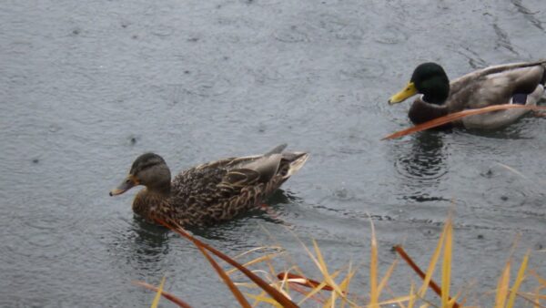 マガモ男子追いつく