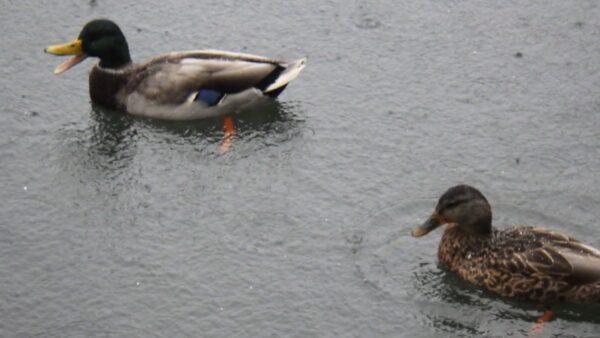 マガモ男子の喜び