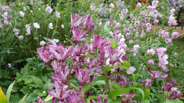 ホトトギスとシュウメイギク