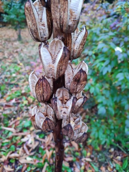 種は出しましたが。