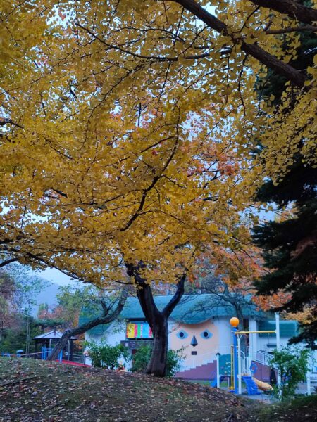 こぐま座前のイチョウ