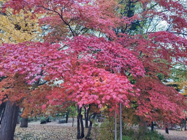 ハウチワカエデ舞孔雀