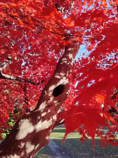 ノムラカエデのブラックホール