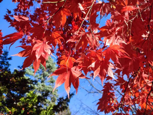 ノムラカエデの紅葉した葉