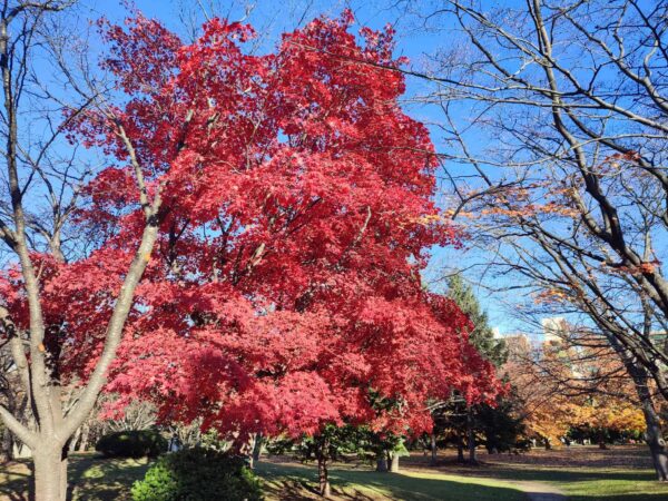 ノムラカエデの紅葉