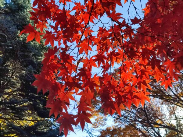 ヤマモミジの紅葉した葉