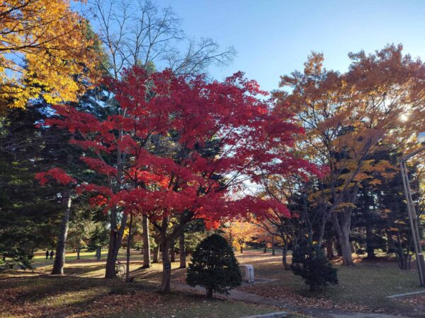 ヤマモミジの紅葉