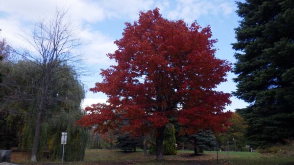 ノルウェーカエデの紅葉
