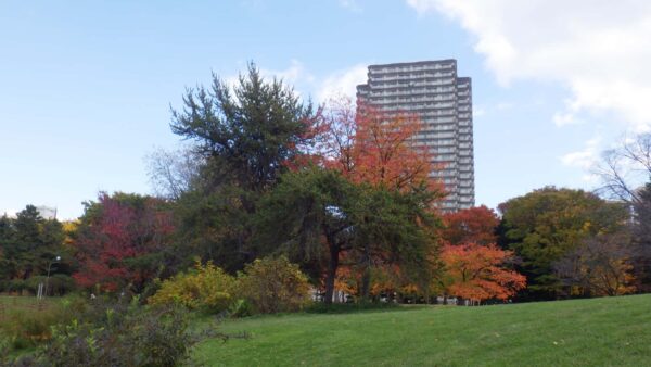 アズキナシとソメイヨシノの紅葉