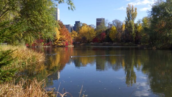 良い感じの2羽に近付くマガモ男子