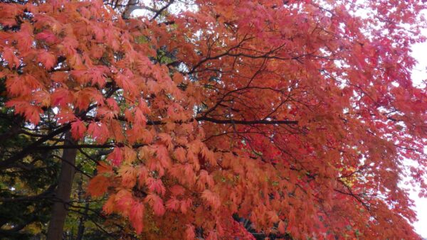 菖蒲池そばのハウチワカエデ舞孔雀