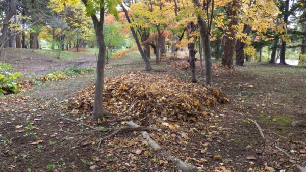 集まった落葉のベッド