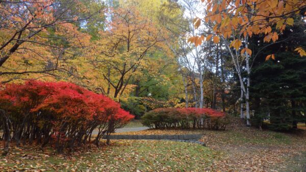 文学館近くのドウダンツツジ