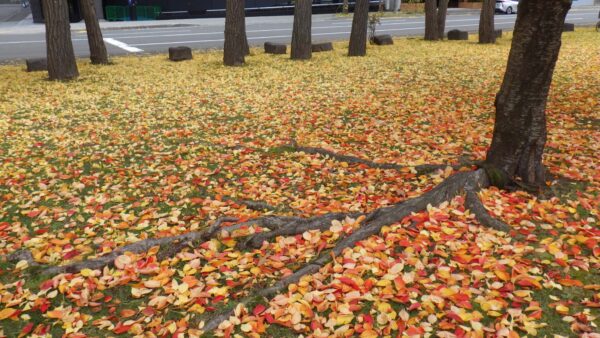 落葉のじゅうたん