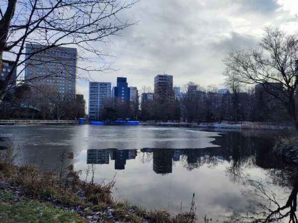 凍り始めた菖蒲池