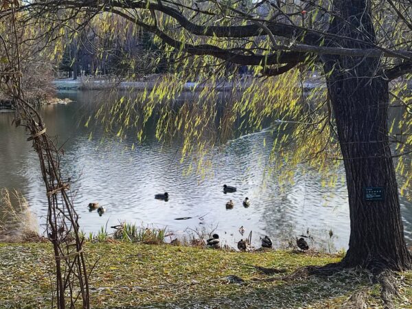 あなたたちはなぜ・・・