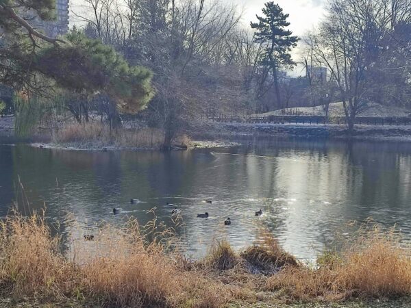 マガモさん元気ね