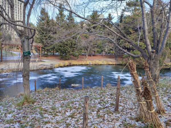 日本庭園もなんだか白い・・・