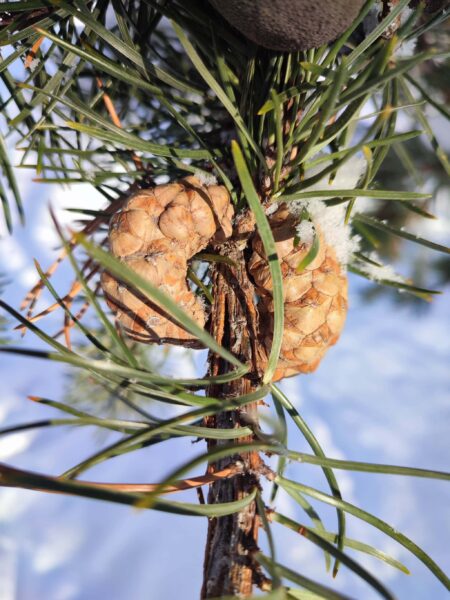 クロワッサン（バンクスマツ）