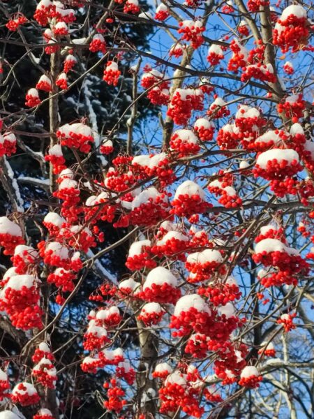 2024年12月17日のアポロチョコ