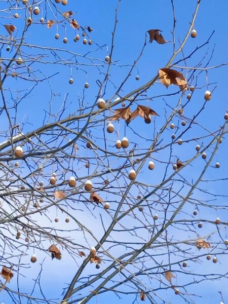 トリュフチョコ　ホワイトチョコがけ（プラタナス）