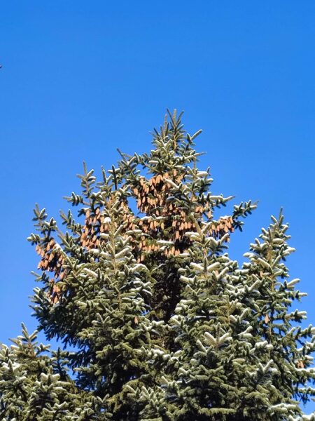 コッペパン（プンゲンストウヒ）