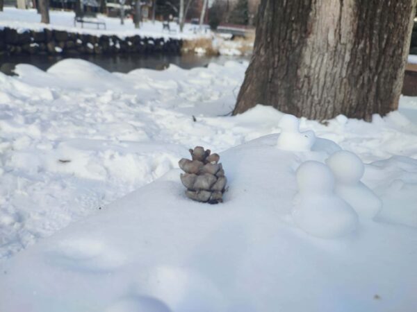 狙われているぼっちの松ぼっくり