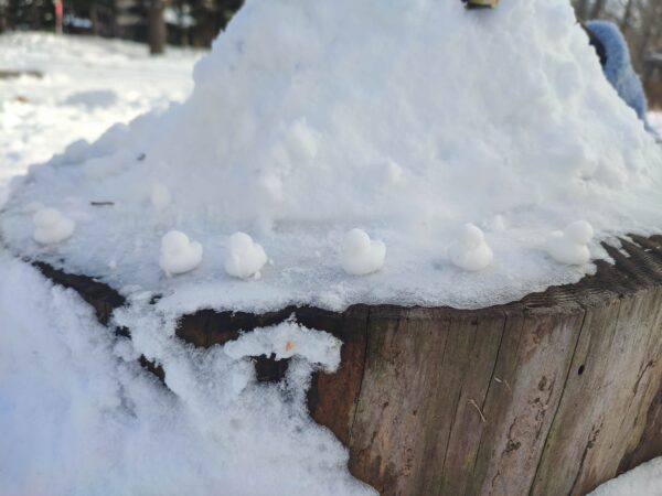 ちびヒヨコだぜぇ