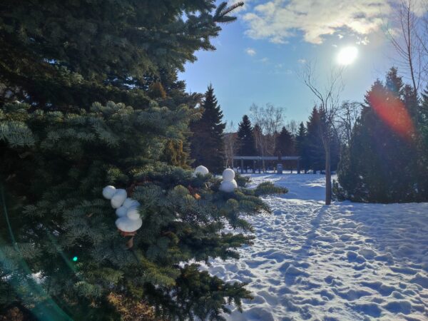 レナード・バーンスタインこっち見てる