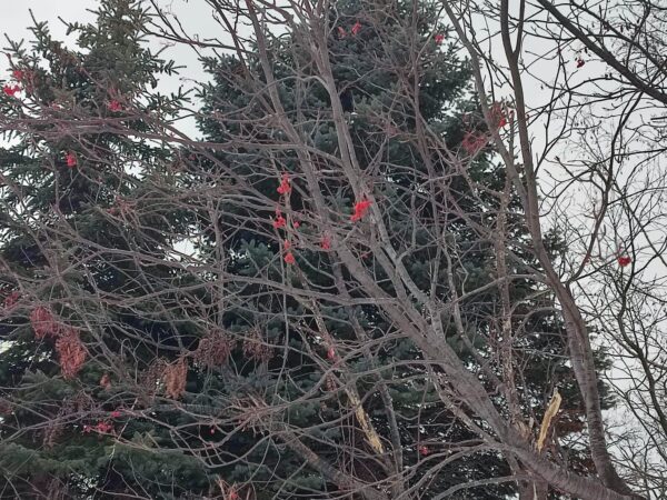 ナナカマドの実