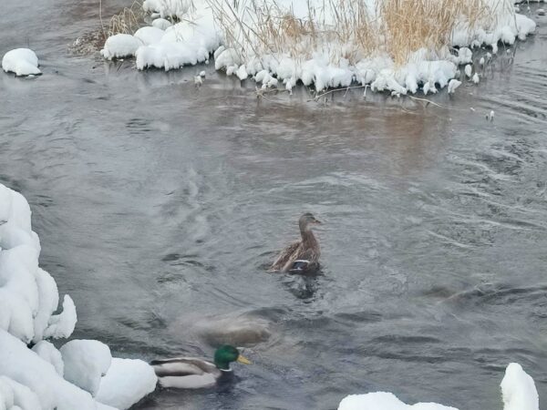 マガモ女子浮上