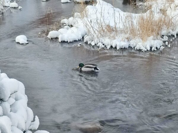 マガモ女子がー
