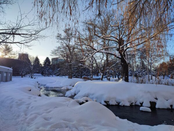 カモさんのいない鴨々川