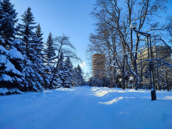 キタラから行啓通につづく園路