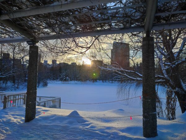 藤棚から菖蒲池をのぞく