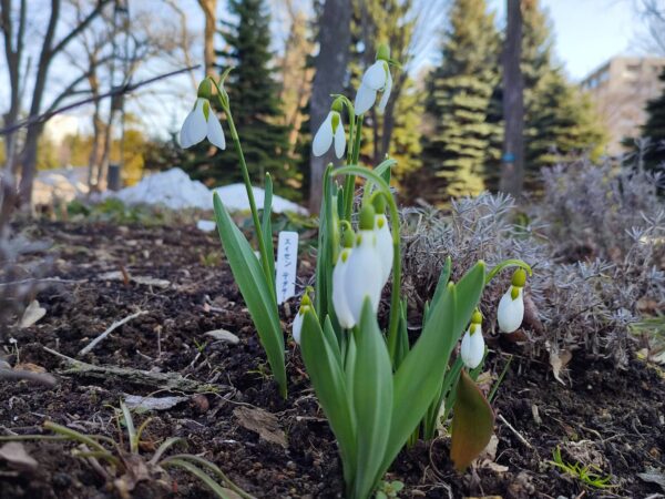 春の訪れ⑤