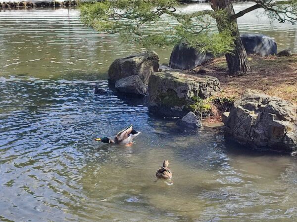 マガモ男子喜びの舞