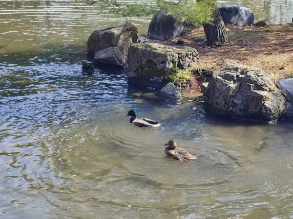 今日もシンクロ